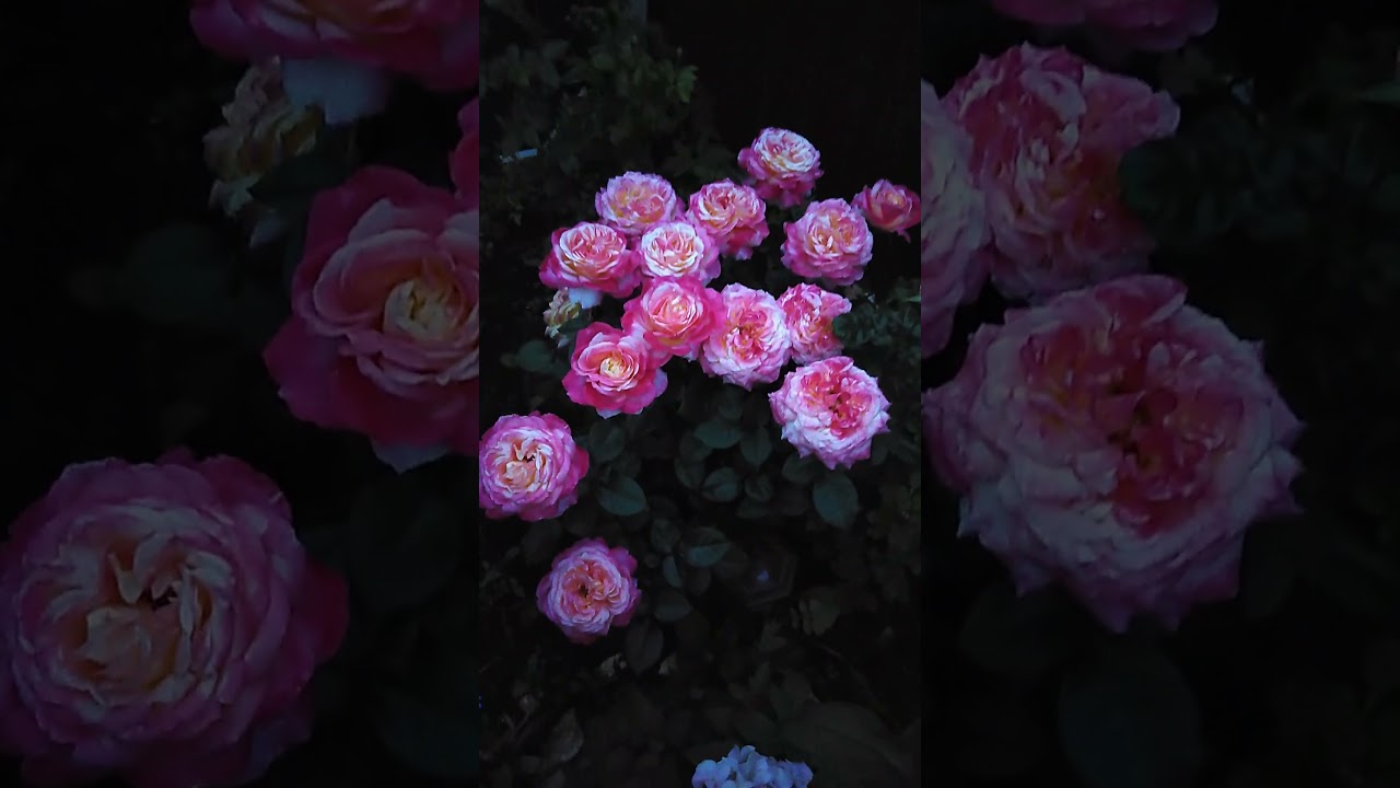 розы Пульман Ориент экспресс и Пьер де ронсар