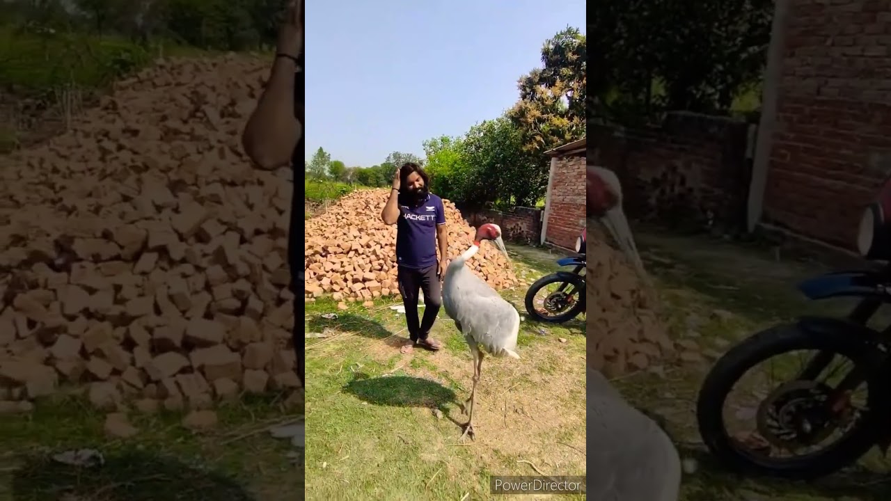 pure friendship of arif and saras bird 