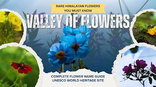 Valley of Flowers All Famous Flower Names | Blue Poppy, Brahma Kamal & More 🌸