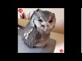 Tik tok owl very angrymad screaming hey 