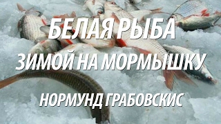 ЛОВЛЯ ЗИМОЙ НА МОРМЫШКУ ПЛОТВЫ, ОКУНЯ, ГУСТЕРЫ С НОРМУНДОМ ГРАБОВСКИСОМ