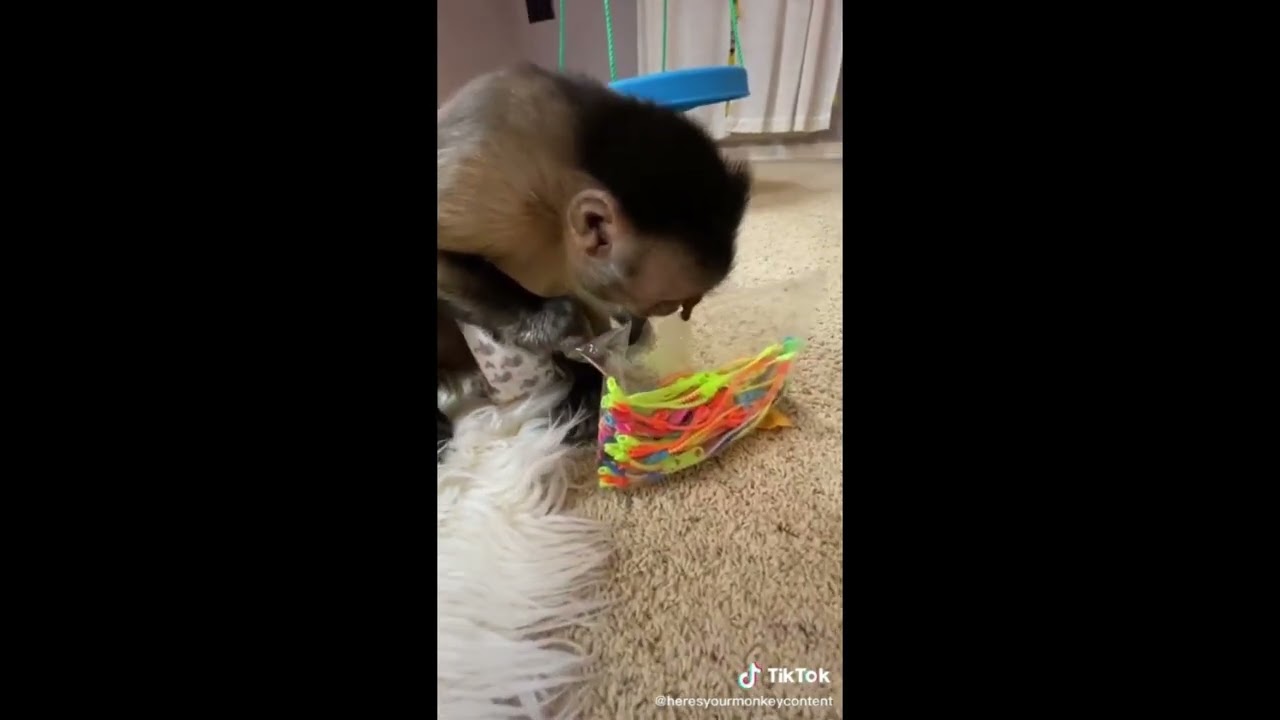 YouTube player