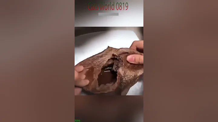 Video 11038341: cat dog funny compilation, cat dog love funny