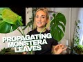 How to Propagate a Monstera | The RIGHT Way to Cut Your Monstera Leaves and Grow Roots in Water