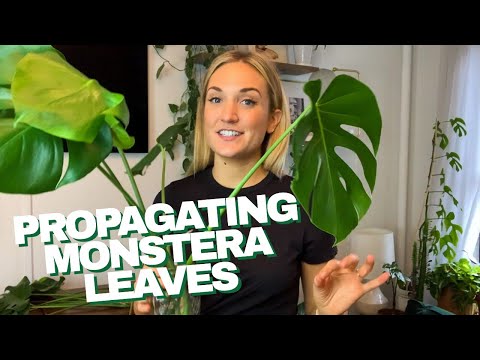 How To Propagate A Monstera | The Right Way To Cut Your Monstera Leaves And Grow Roots In Water