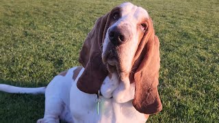 Basset hounds love crumpets