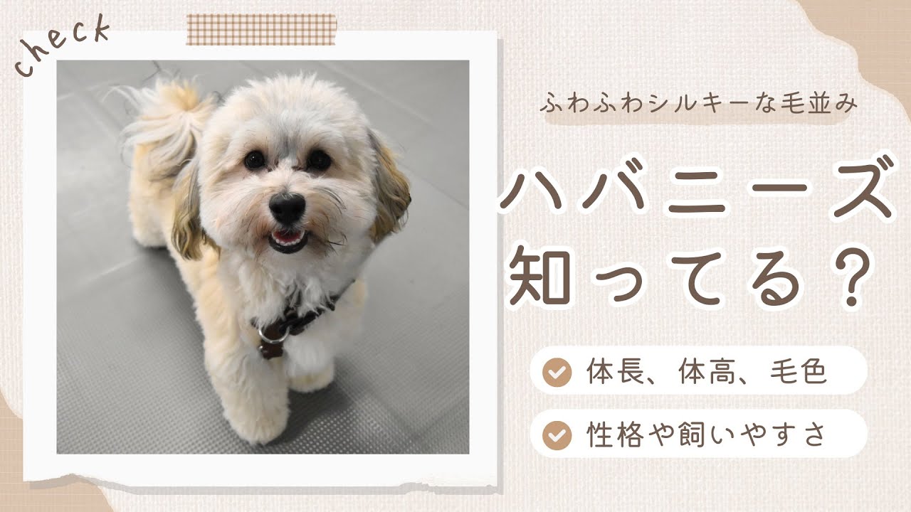【どこまで知っている？】珍しい犬種「ハバニーズ」について