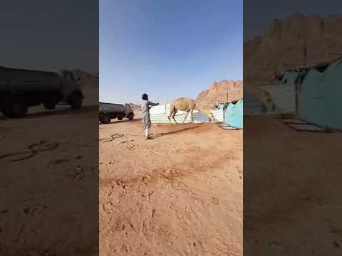 يالله لاتخيب رجاء من رجاك 