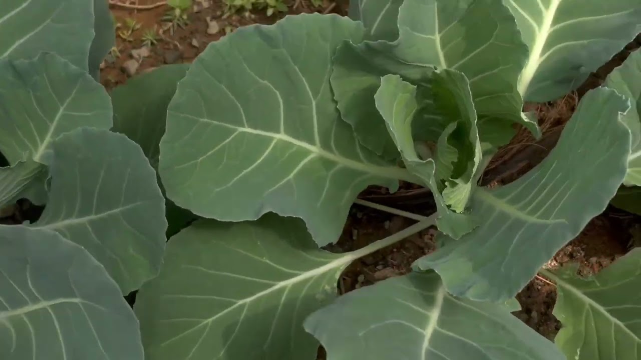 Hritlang hnar ping aw zawng2 nen..dah tha leh ang