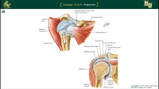 Shoulder | Overview of Anatomy, Kinesiology, and Biomechanics