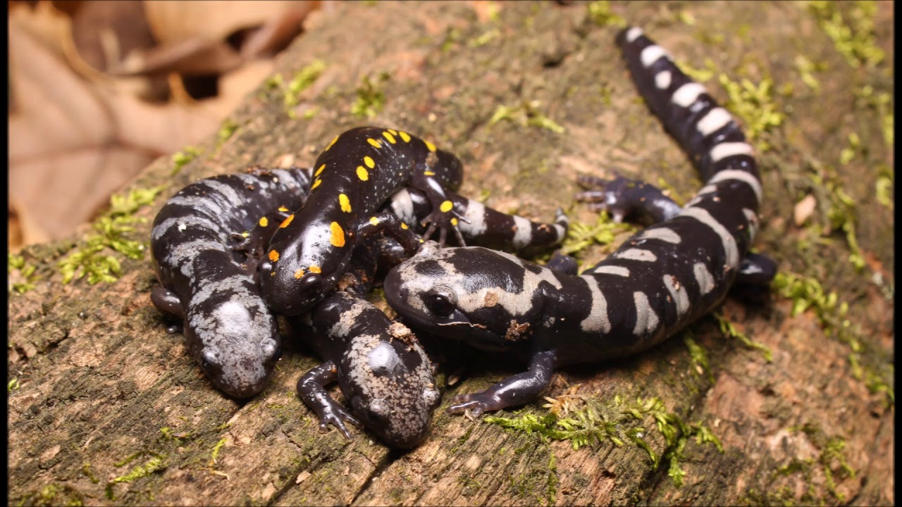 salamander bay Southern Illinois Herping: Thanksgiving Salamanders