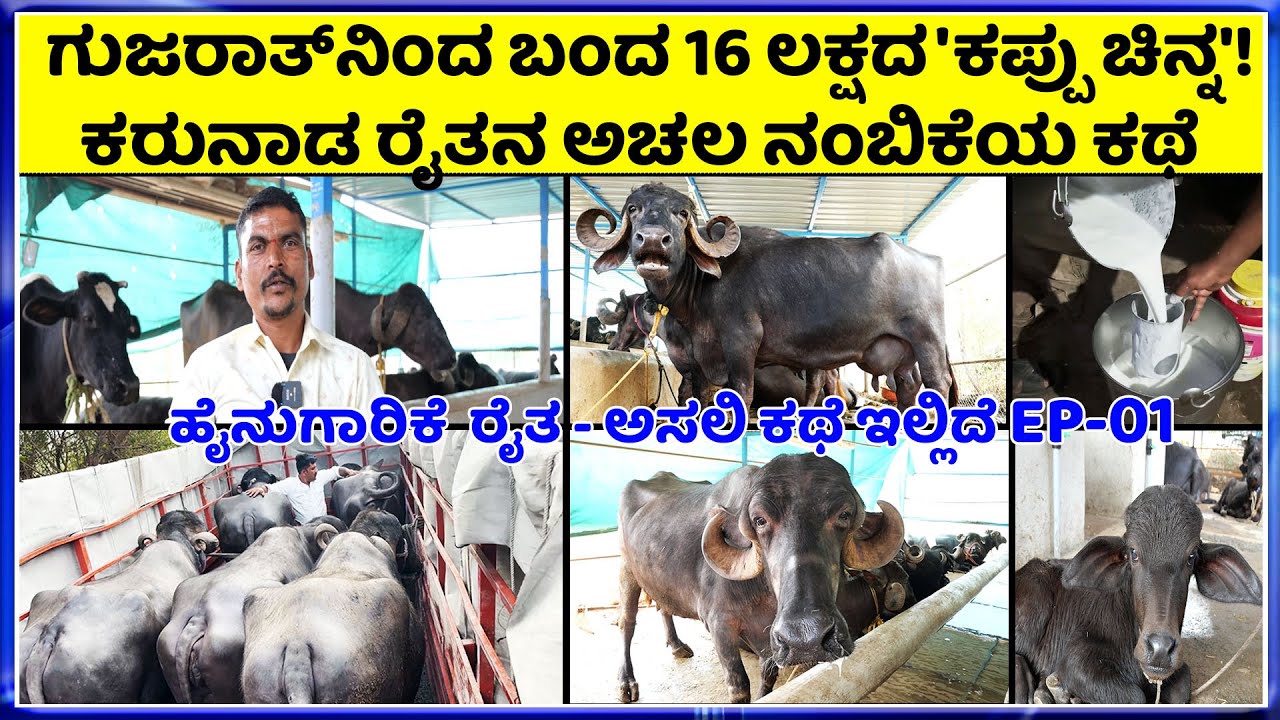 9740906446 Jafarabadi Buffalo Price ಈ ಬಲಿಷ್ಠ ತಳಿಯ ಎಮ್ಮೆಗಳು ಅತಿ ಹೆಚ್ಚು ಹಾಲು ಕೊಡುವುದಕ್ಕೆ ಹೆಸರುವಾಸಿ