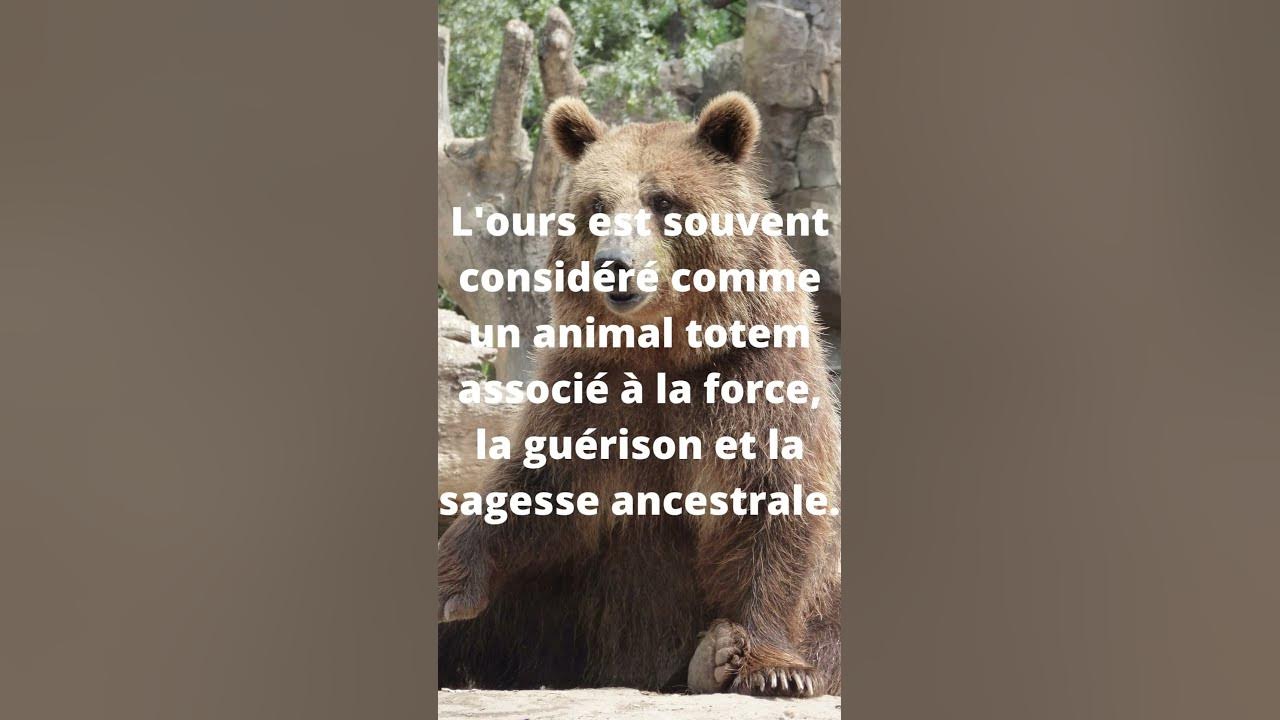 RENCONTRER SON ANIMAL TOTEM - YouTube