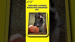 tanpa induk ia memeluk boneka untuk menguatkan diri‼️🐒 #shorts