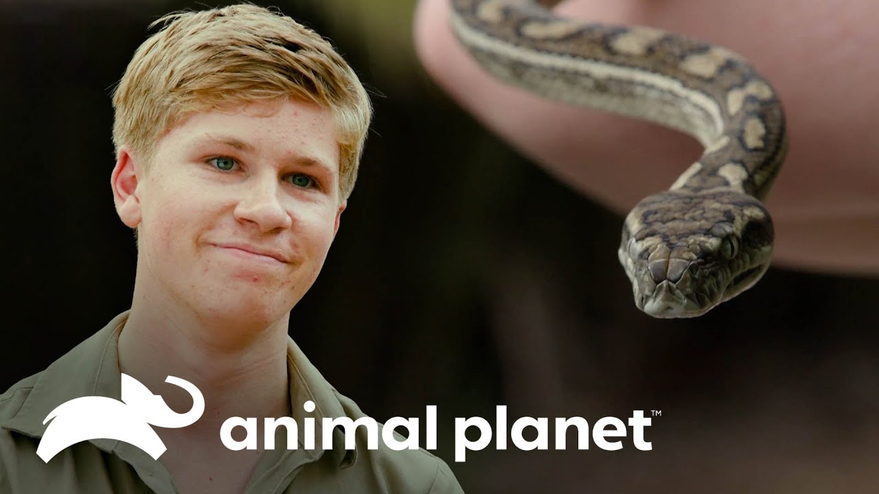 ¡Una pitón intenta entrar al zoológico! | Los Irwin: Robert al rescate | Animal Planet