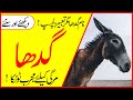               گدھا
