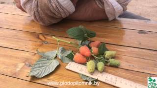 🌿 Малина сорт ОРАНЖЕВОЕ ЧУДО. 🌿