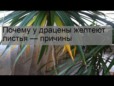 Почему у драцены желтеют листья — причины