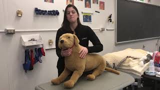 Restraint: Canine Jugular Venipuncture