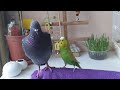 Budgie talking to pigeon days of birds
