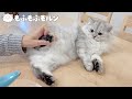子猫の肉球まわりのバリカンがけは成功するでしょうか？【サイベリアン】