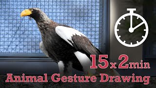 Animal Drawing References #113 - 15x2min poses - Steller's Sea Eagle by Animal Drawing References 55 views 1 month ago 31 minutes