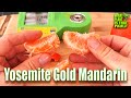 Yosemite Gold Mandarin TASTING and REVIEW / University of California Riverside citrus program