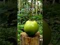 Coconut Cutting ASMR - Fresh Coconut Water Sound #coconut #asmr