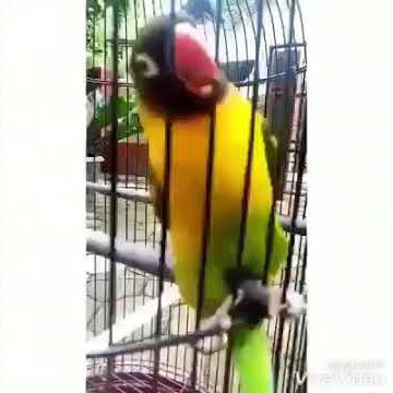 #7 Status WA Bikin ngakak!!! Burung bisa Nyanyi dan joget!!!