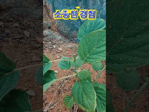 짧은전지로 튼튼한 가지를