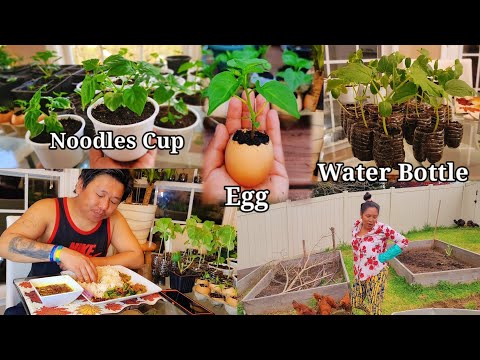 आफ्नै बारीको अर्गानिक साक संग सिद्राको अचार / Growing Vegetable Plants Inside Kitchen.