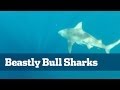 Man Eating Bull Sharks - Florida Sport Fishing TV - How To Catch Monster Sharks