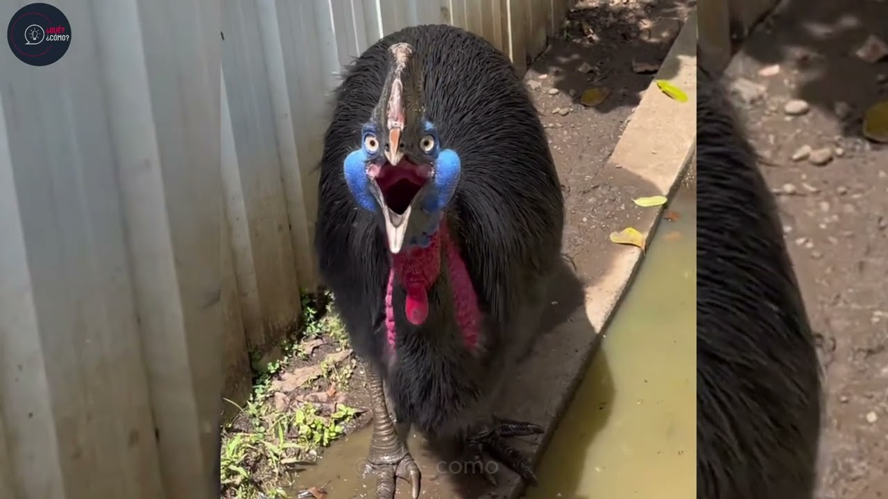 Top 7 Trinos de Aves Aterradores que Desconocías