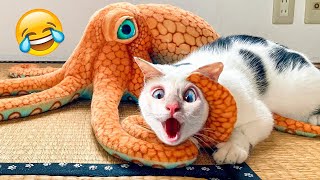 Funniest Animal Video 😊 - Funny Cat Meets A Horror Toy, What Will It Be Like?