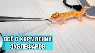 Эублефар - Кормление наших гекконов, как правильно кормить