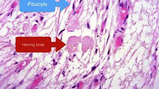 Endocrine Lab Orientation