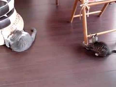 Katzenspiele