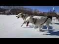 DOG SLEDDING in MONGOLIA. Terelj National Park. Chapter 1: The Frozen Tuul Valley