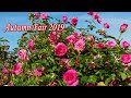 Keisei Rose Garden, Autumn Fair 2019. #京成バラ園  オータムフェア2019 #4K