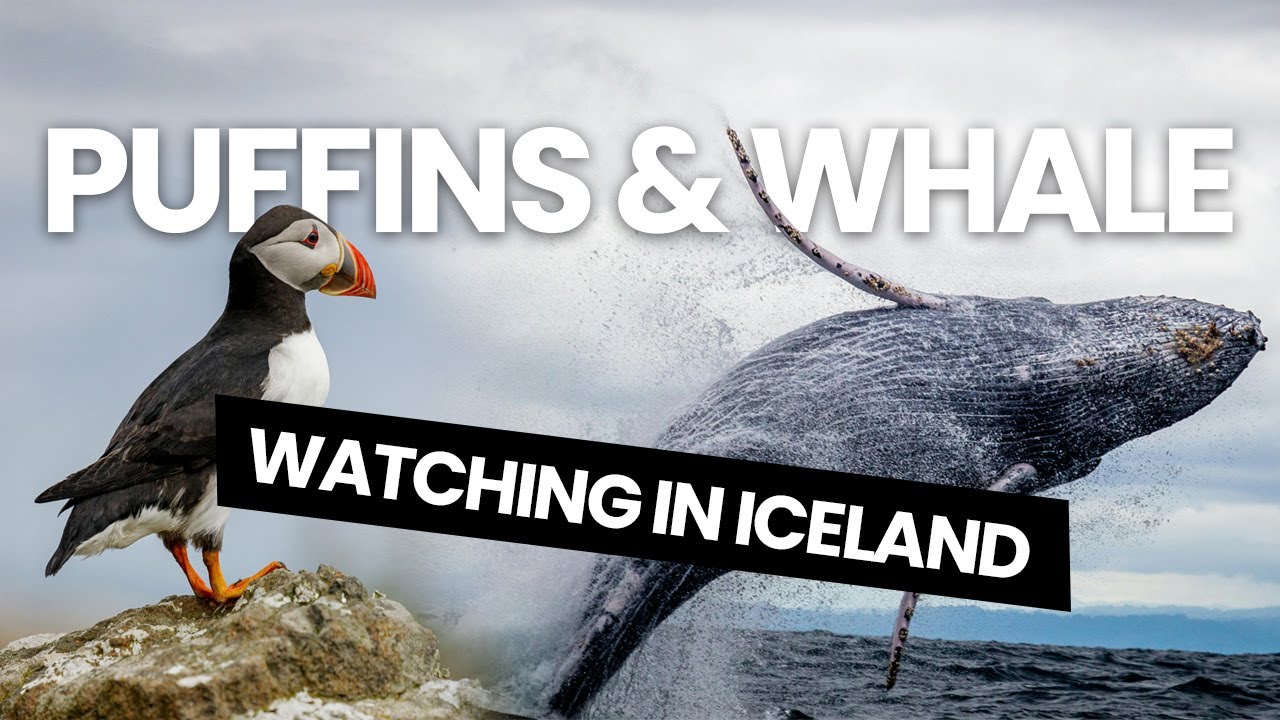 Puffins and Whale Watching in Iceland 2024 | Meet the Puffins & Humpbacks Whale in Iceland