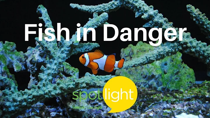 Fish in Danger | practice English with Spotlight - DayDayNews