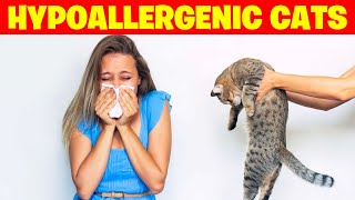 Top 10 Hypoallergenic Cat Breeds for Allergy Prone Snugglers