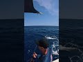 The giant tuna season is approaching, here's a great specimen from the 2025 season... #finhunters...