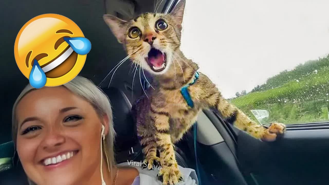 You Laugh You Lose🍒Funniest Dogs and Cats 2026🦮 👨‍🦱#funnycats #funnycats #funnydogs#funniestanimals