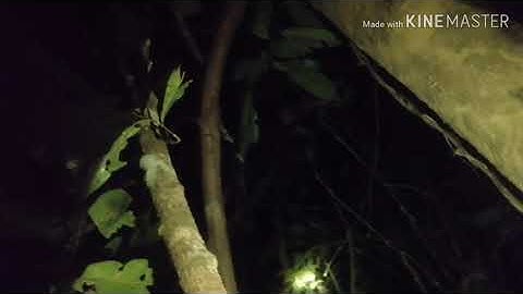 Qaib qu pws chaw mus tsom hmo ntuj