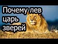 Почему льва называют царем зверей.