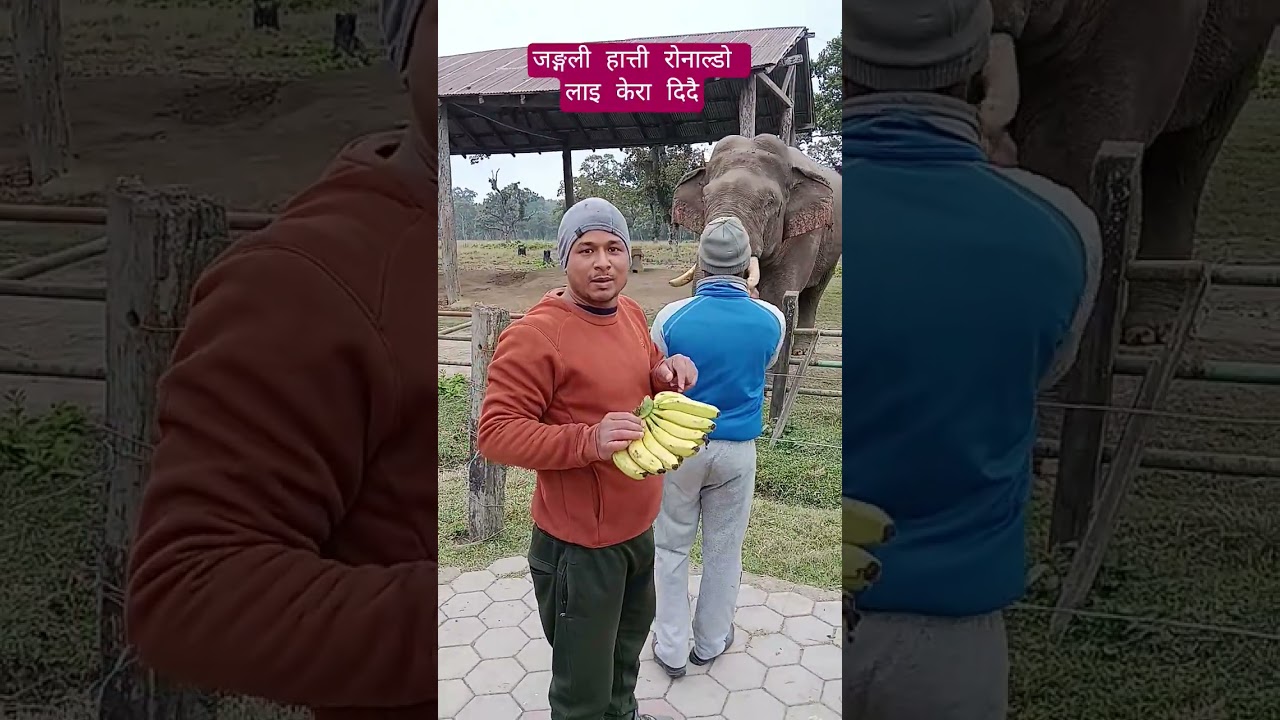 ज​ङ्ग​ली हात्ती रोनाल्डो लाइ केरा दिदै😀