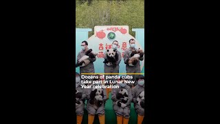 Dozens of panda cubs brought together for Lunar New Year celebration | AJ #shorts