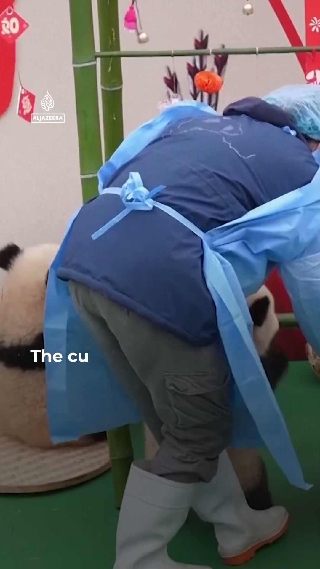 Dozens of panda cubs brought together for Lunar New Year celebration | AJ #shorts