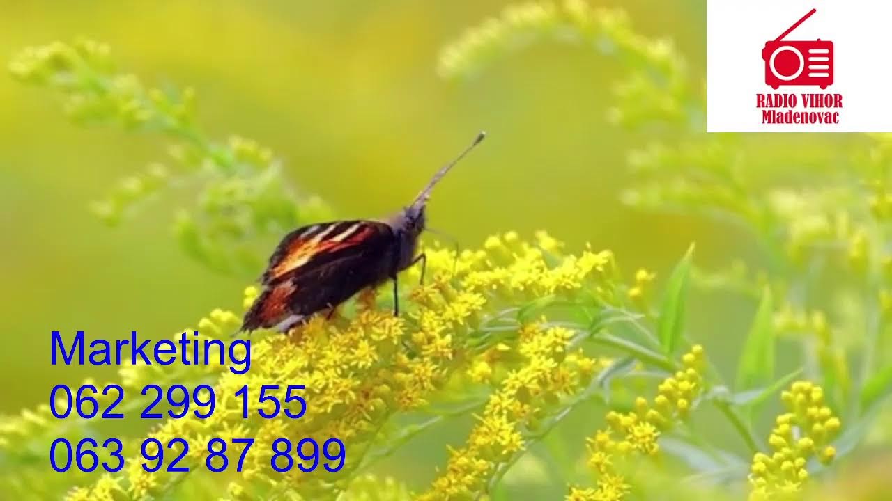 Radio Vihor Mladenovac Uzivo